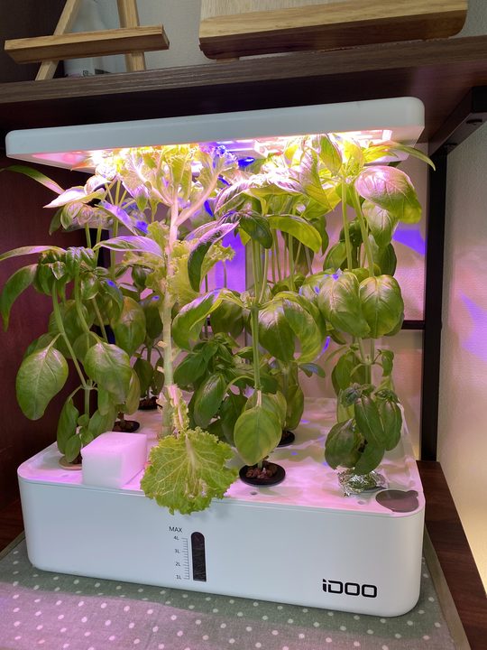 バジルとレタスの室内水耕栽培で大きく葉が茂った様子