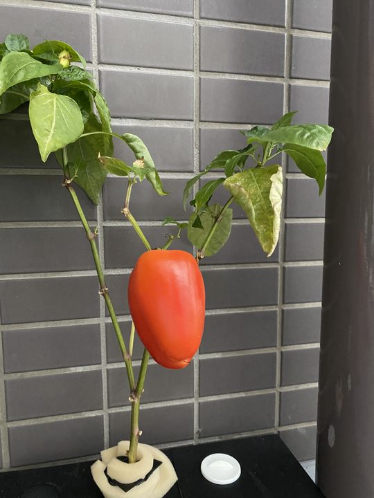 8月28日 真っ赤に完熟したダイソー300円スイートペッパーの収穫直前