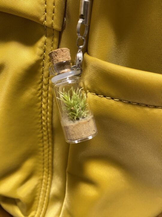 奥入瀬で買った苔ストラップ
一年経って少し大きくなった