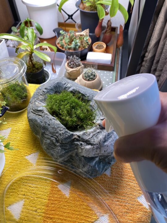 苔にミストする