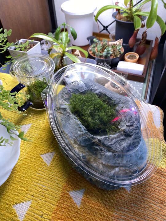 苔の乾燥防止にお惣菜のフタ