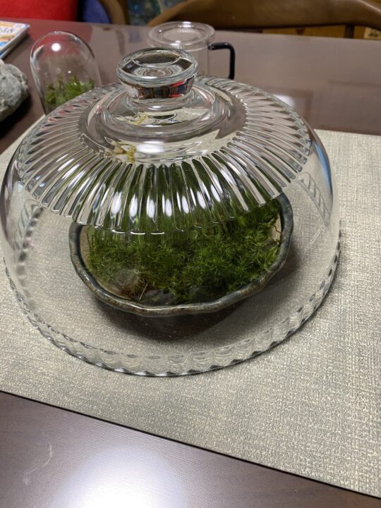 苔の乾燥防止にケーキドームを