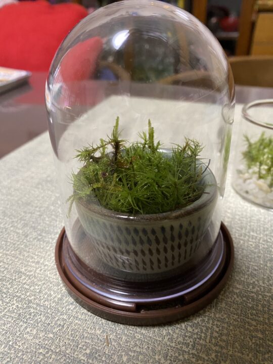 おちょこでコケリウム